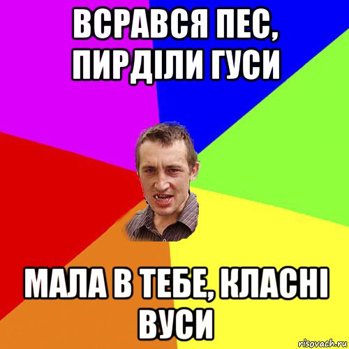 всрався пес, пирділи гуси мала в тебе, класні вуси, Мем Чоткий паца