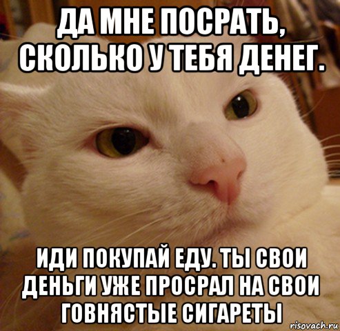 да мне посрать, сколько у тебя денег. иди покупай еду. ты свои деньги уже просрал на свои говнястые сигареты, Мем Дерзкий котэ