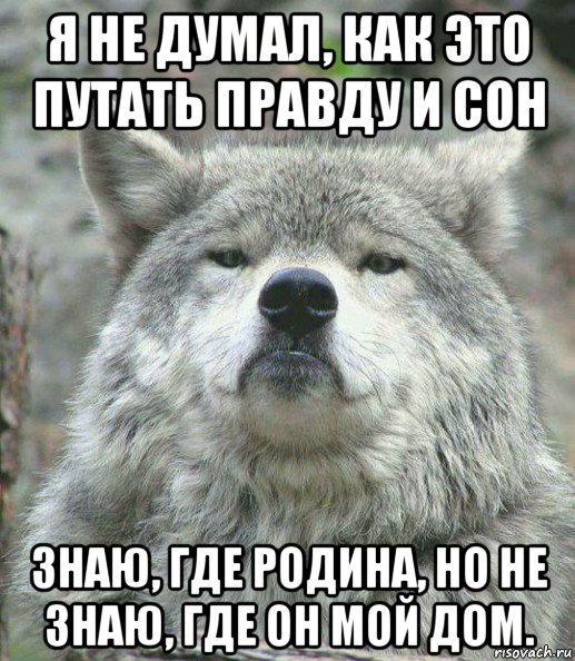 я не думал, как это путать правду и сон знаю, где родина, но не знаю, где он мой дом., Мем    Гордый волк