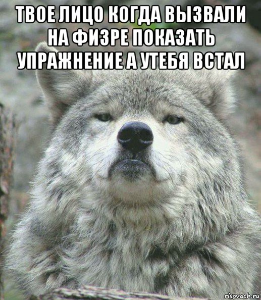 твое лицо когда вызвали на физре показать упражнение а утебя встал , Мем    Гордый волк