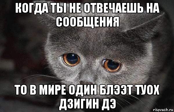 когда ты не отвечаешь на сообщения то в мире один блээт туох дзигин дэ, Мем  Грустный кот