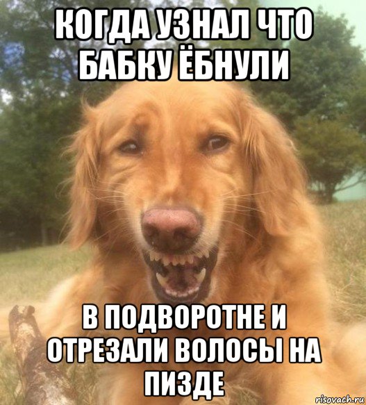 когда узнал что бабку ёбнули в подворотне и отрезали волосы на пизде, Мем   Когда увидел что соседского кота отнесли в чебуречную