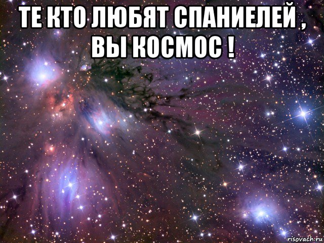 те кто любят спаниелей , вы космос ! , Мем Космос