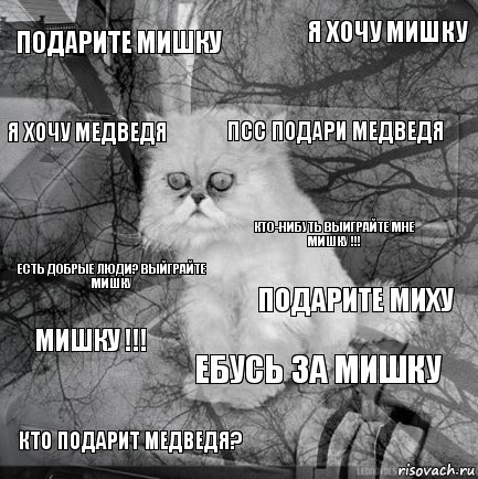 подарите мишку подарите миху псс подари медведя кто подарит медведя? есть добрые люди? выйграйте мишку я хочу мишку ебусь за мишку я хочу медведя мишку !!! кто-нибуть выиграйте мне мишку !!!, Комикс  кот безысходность