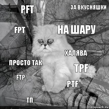 pft tpf на шару тп просто так за вкусняшки ptf fpt ftp халява, Комикс  кот безысходность