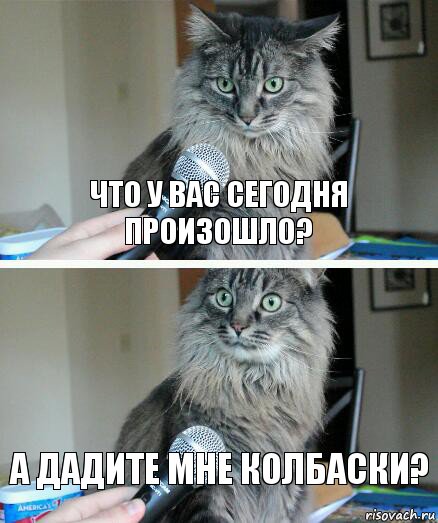 Что у вас сегодня произошло? А дадите мне колбаски?, Комикс  кот с микрофоном