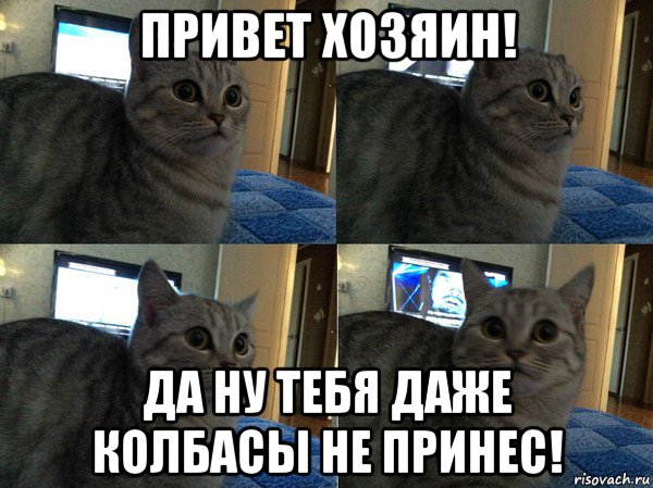 привет хозяин! да ну тебя даже колбасы не принес!, Мем  Кот в шоке