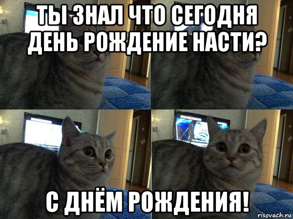 ты знал что сегодня день рождение насти? с днём рождения!, Мем  Кот в шоке