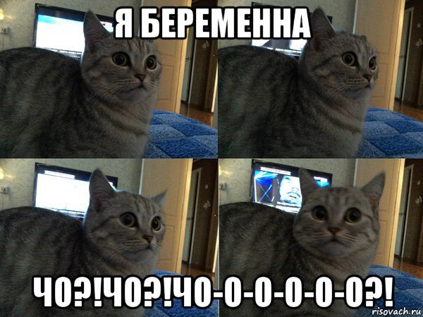 я беременна чо?!чо?!чо-о-о-о-о-о?!, Мем  Кот в шоке