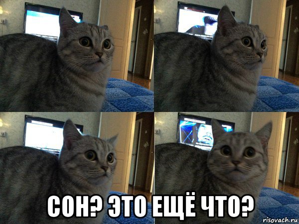  сон? это ещё что?, Мем  Кот в шоке