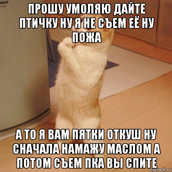 прошу умоляю дайте птичку ну я не съем её ну пожа а то я вам пятки откуш ну сначала намажу маслом а потом съем пка вы спите, Мем  котэ молится