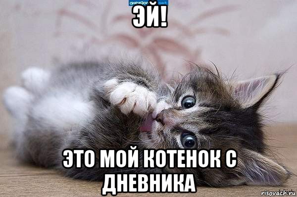 эй! это мой котенок с дневника