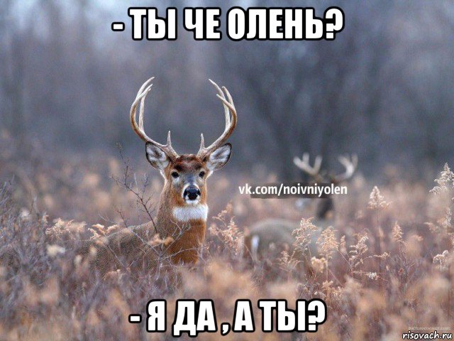 - ты че олень? - я да , а ты?, Мем Наивный Олень vk