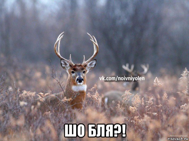  шо бля?!, Мем Наивный Олень vk