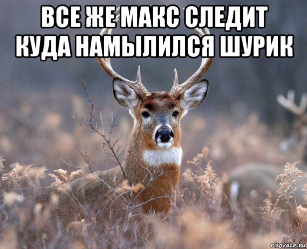 все же макс следит куда намылился шурик , Мем   Наивный олень