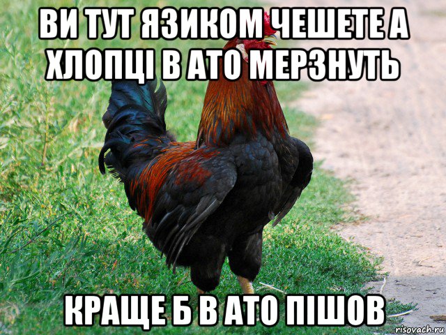 ви тут язиком чешете а хлопці в ато мерзнуть краще б в ато пішов, Мем петух