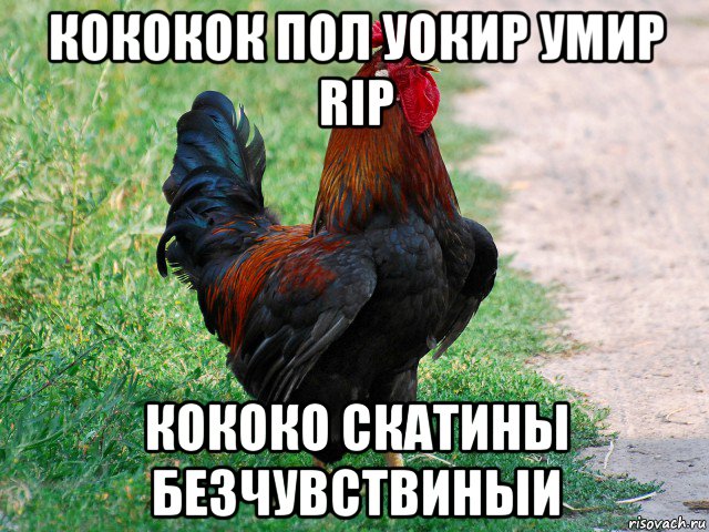 кококок пол уокир умир rip кококо скатины безчувствиныи, Мем петух