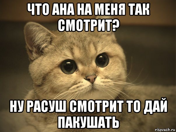 что ана на меня так смотрит? ну расуш смотрит то дай пакушать, Мем Пидрила ебаная котик