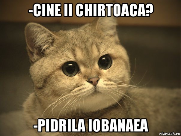 -cine ii chirtoaca? -pidrila iobanaea, Мем Пидрила ебаная котик