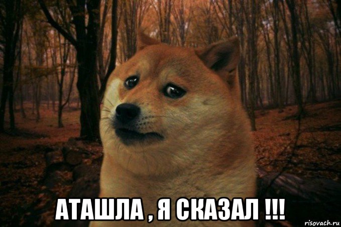  аташла , я сказал !!!, Мем SAD DOGE