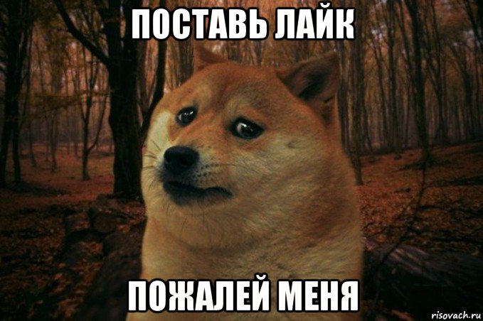 поставь лайк пожалей меня, Мем SAD DOGE