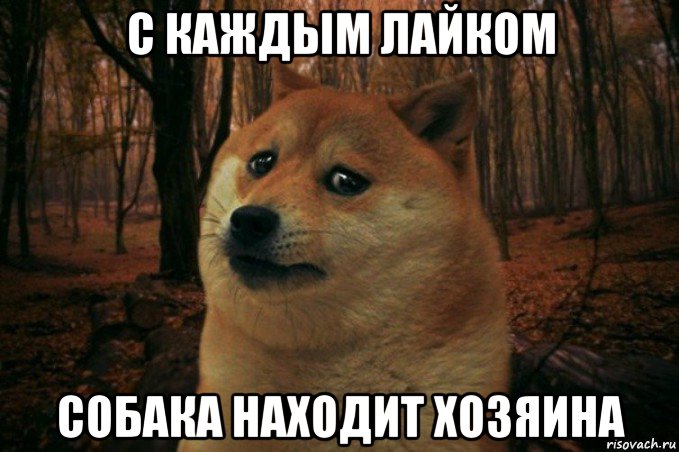 с каждым лайком собака находит хозяина, Мем SAD DOGE