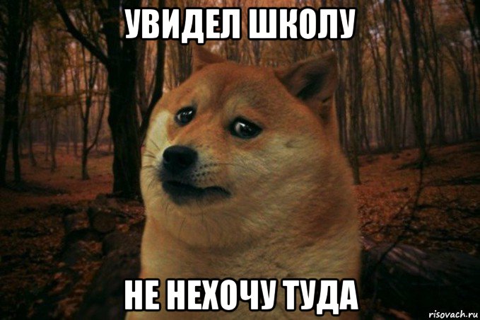 увидел школу не нехочу туда, Мем SAD DOGE