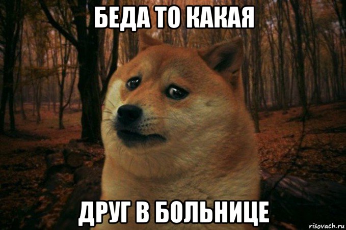 беда то какая друг в больнице, Мем SAD DOGE