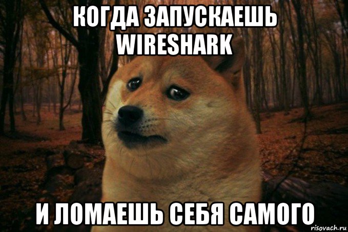 когда запускаешь wireshark и ломаешь себя самого, Мем SAD DOGE