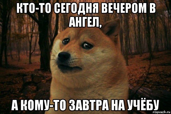 кто-то сегодня вечером в ангел, а кому-то завтра на учёбу, Мем SAD DOGE