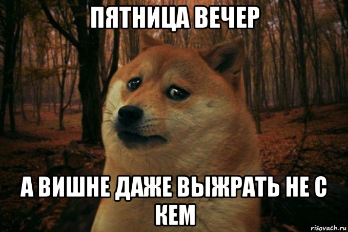 пятница вечер а вишне даже выжрать не с кем, Мем SAD DOGE