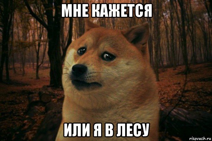 мне кажется или я в лесу, Мем SAD DOGE