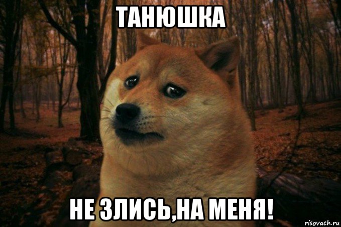 танюшка не злись,на меня!, Мем SAD DOGE