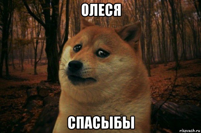 олеся спасыбы, Мем SAD DOGE