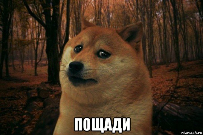  пощади, Мем SAD DOGE