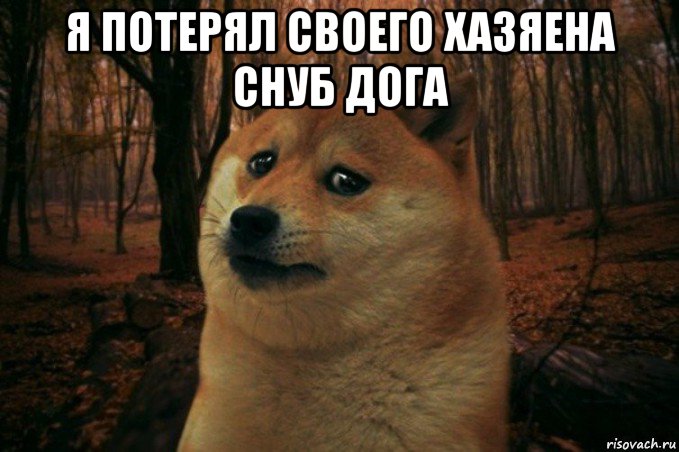 я потерял своего хазяена снуб дога , Мем SAD DOGE