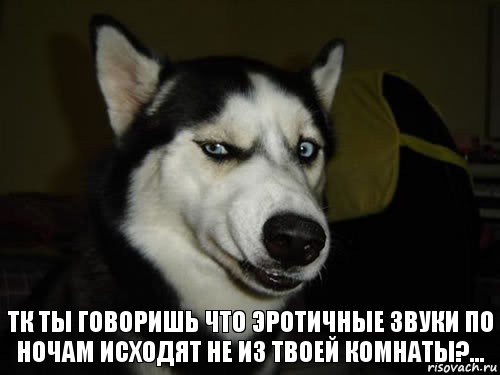 тк ты говоришь что эротичные звуки по ночам исходят не из твоей комнаты?…, Комикс  Собака подозревака