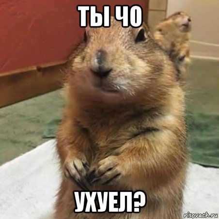 ты чо ухуел?