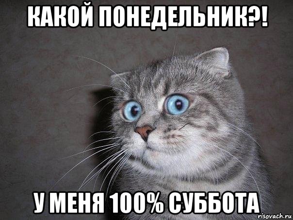 какой понедельник?! у меня 100% суббота, Мем  удивлённый кот