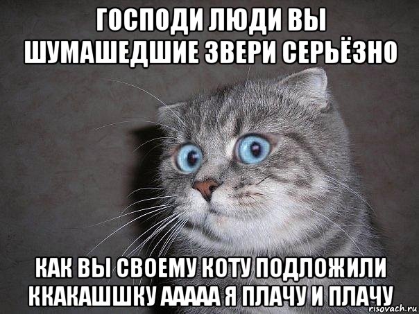 господи люди вы шумашедшие звери серьёзно как вы своему коту подложили ккакашшку ааааа я плачу и плачу, Мем  удивлённый кот