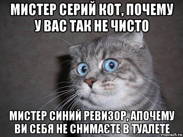 мистер серий кот, почему у вас так не чисто мистер синий ревизор, апочему ви себя не снимаєте в туалете, Мем  удивлённый кот