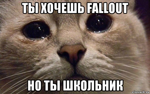 ты хочешь fallout но ты школьник, Мем   В мире грустит один котик