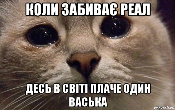 коли забиває реал десь в світі плаче один васька, Мем   В мире грустит один котик