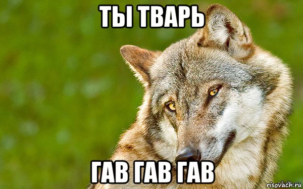 ты тварь гав гав гав, Мем   Volf