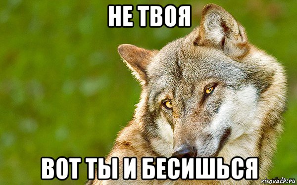 не твоя вот ты и бесишься, Мем   Volf