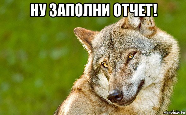 ну заполни отчет! , Мем   Volf