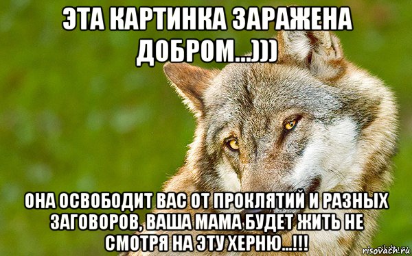 эта картинка заражена добром...))) она освободит вас от проклятий и разных заговоров, ваша мама будет жить не смотря на эту херню...!!!, Мем   Volf