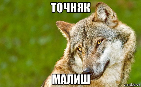 точняк малиш, Мем   Volf