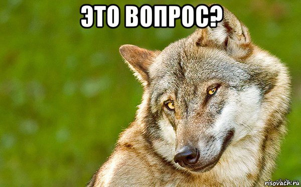 это вопрос? , Мем   Volf