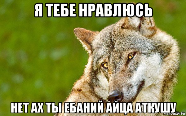 я тебе нравлюсь нет ах ты ебаний айца аткушу, Мем   Volf